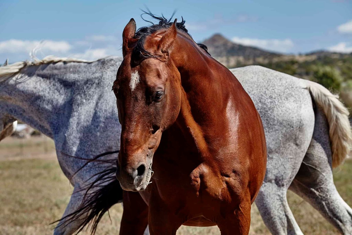 How do horses communicate? In this guide, you’ll delve into the intricacies of how horses communicate. buff.ly/3sG9LL0 #equineblogshare #equine #horses #horseowner #equestrian #EquineHour #horselover #HorseChatHour #ponyhour #horselife #horseaddict #horsegirl