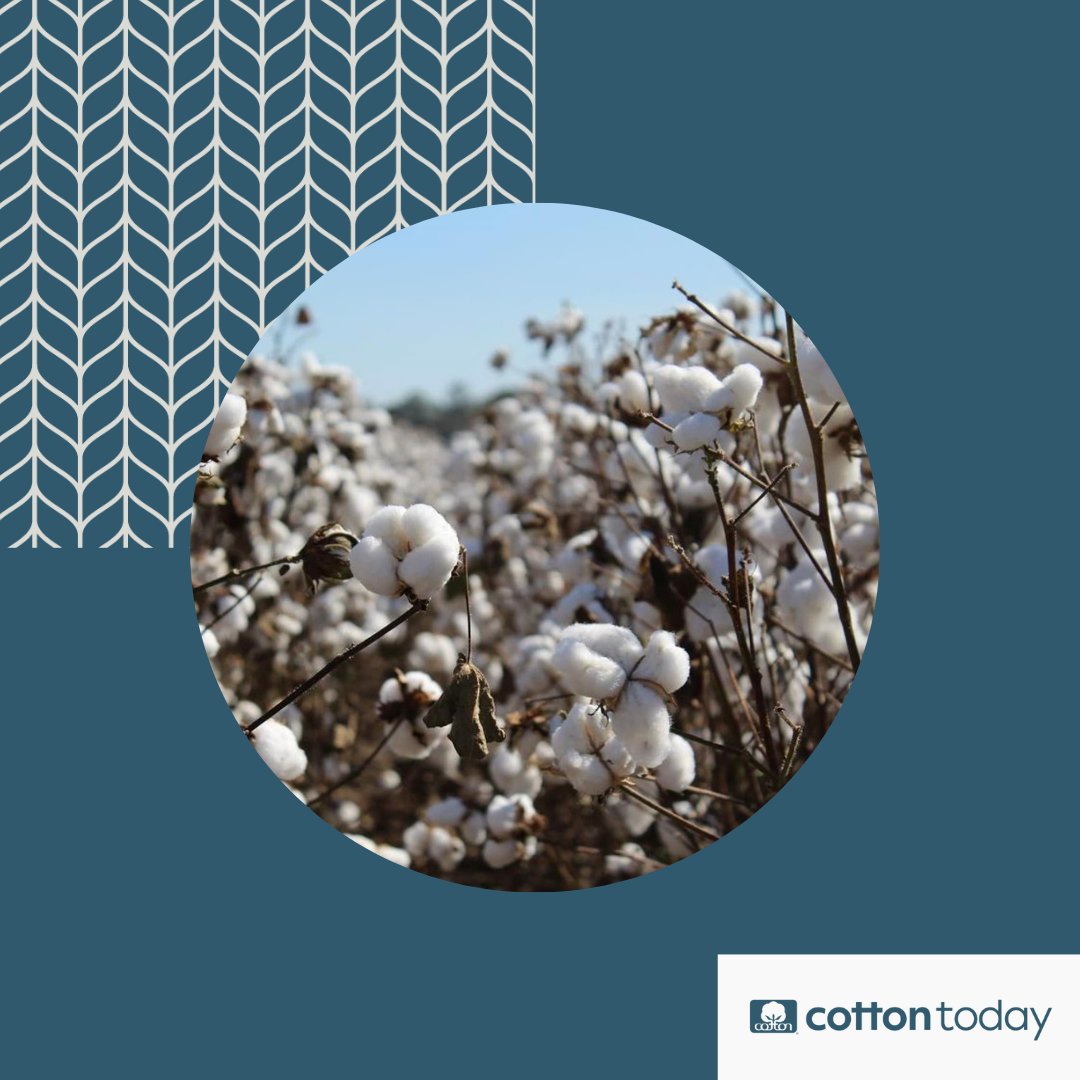 Did you know that polyester, the most commonly used synthetic fiber, is essentially plastic? This means it heavily relies on non-renewable resources, contributing to greenhouse gas emissions and environmental impacts. Explore #sustainable alternatives. cottontoday.cottoninc.com/our-sustainabi…