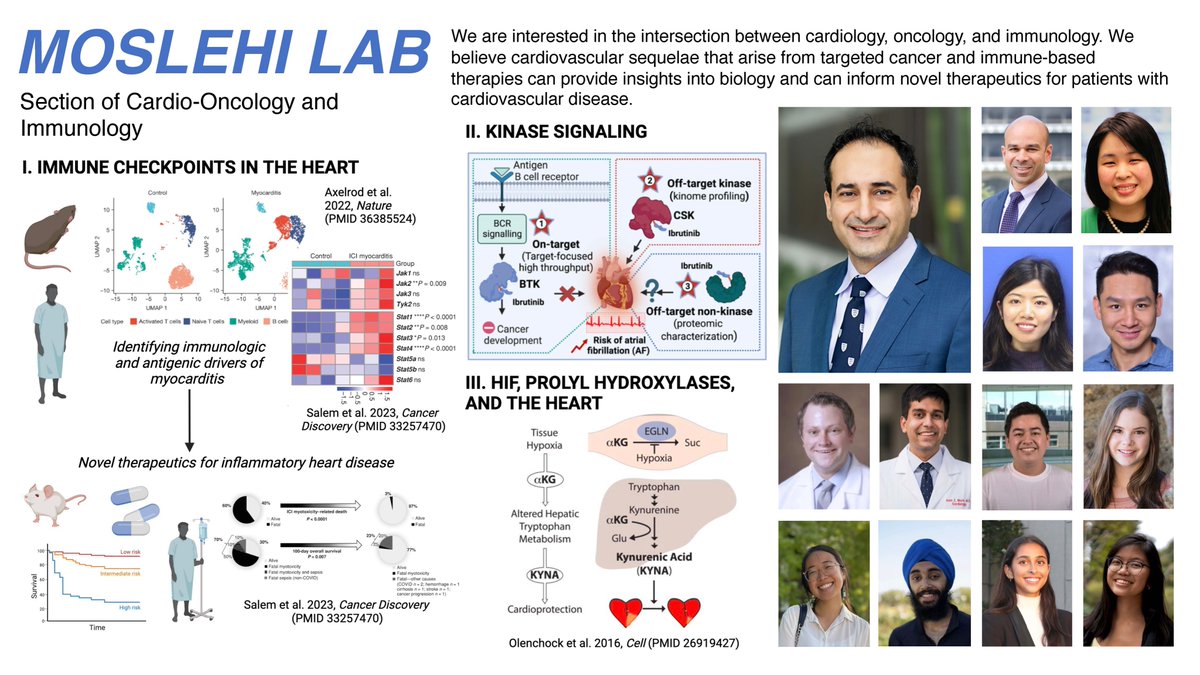 A depiction of our work in #MoslehiLab/@USCF Section of #CardioOnc & Immunology! Looking for post-doctoral fellows & junior faculty with an interest in immune and non-immune signaling in the heart! Send me an email if interested! javid.moslehi@ucsf.edu (cardiooncologylab.ucsf.edu/moslehi-lab)