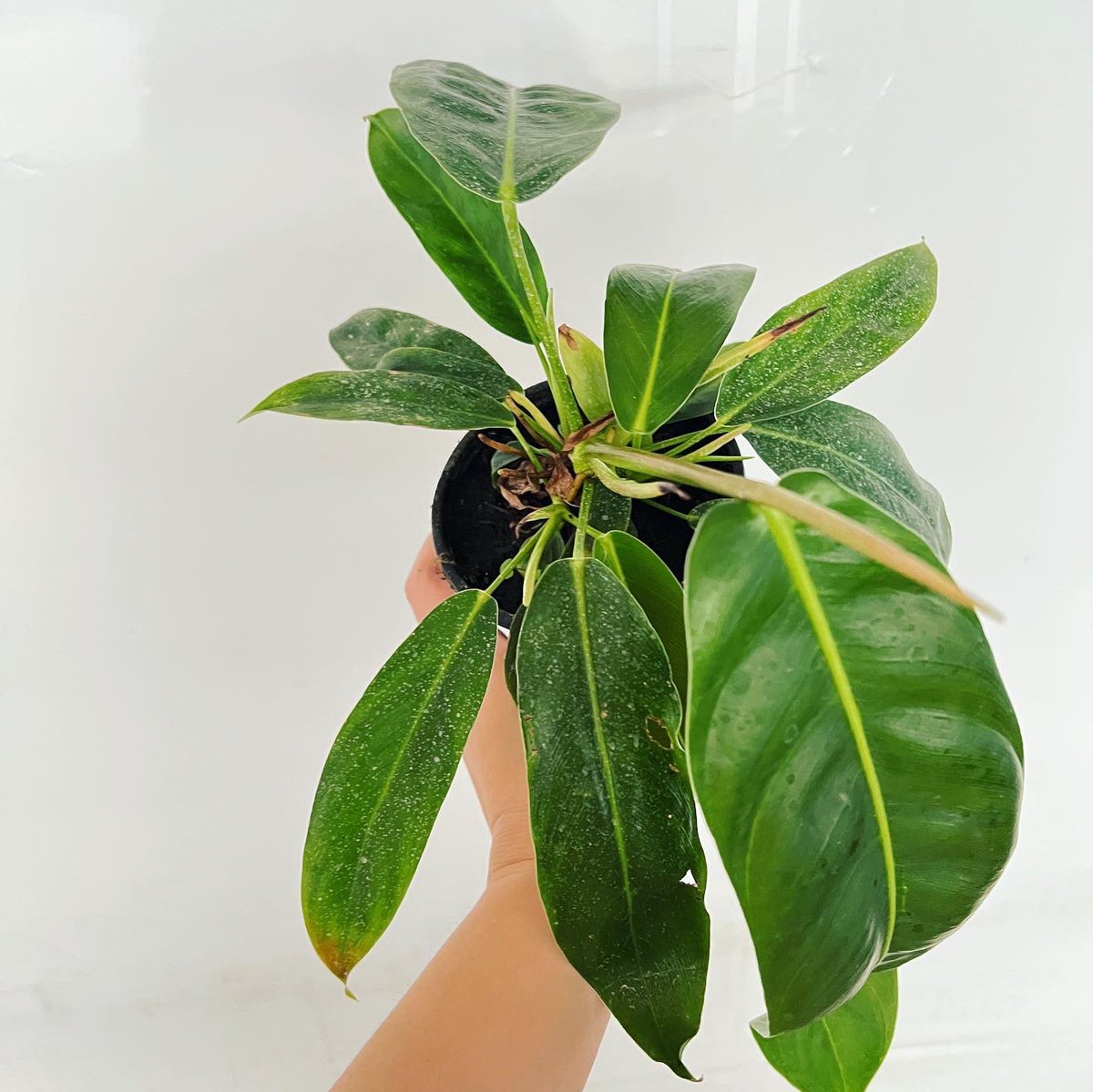 series_green's tweet photo. 필로덴드론 패트리시에 입고🌱
국내에서 쉽게 구하지 못하던 너무 예쁜 필로종!
내일은 정상 택배 진행됩니다🔥 https://t.co/7GL4cDEKEJ
