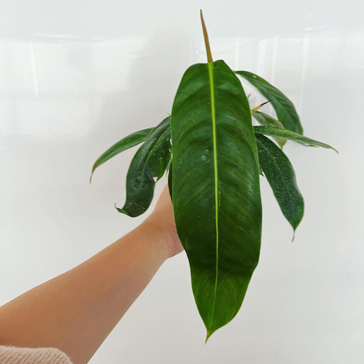 series_green's tweet photo. 필로덴드론 패트리시에 입고🌱
국내에서 쉽게 구하지 못하던 너무 예쁜 필로종!
내일은 정상 택배 진행됩니다🔥 https://t.co/7GL4cDEKEJ