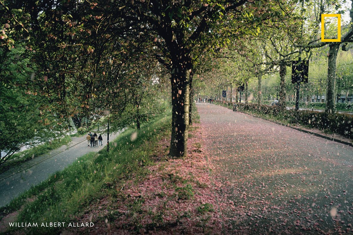 Apricot blossoms shower the pathway of Turin, Italy's Valentino Park.