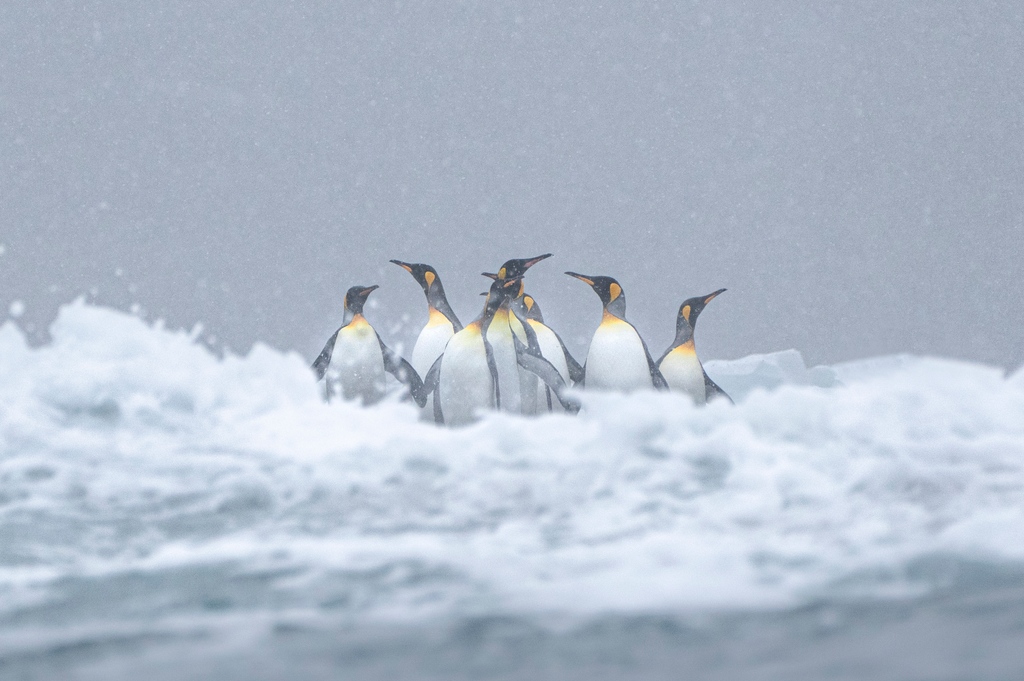 The majestic King penguins in South Georgia! Their regal presence and stunning black-and-white plumage will leave you in awe. 🐧✨ #KingPenguins #SouthGeorgia #Nature'sMasterpiece