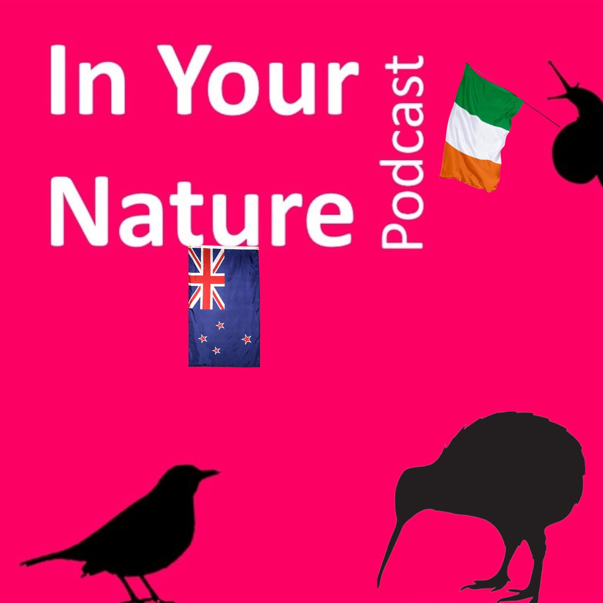 In Your Nature is back - This time in an international bird-off between New Zealand and the Emerald Isle! Is the Wren really king of all birds or will the iconic Kiwi take the title home to NZ? Catch Part-1 at the link or wherever you get your podcasts..inyournature.buzzsprout.com/1701709/139459…