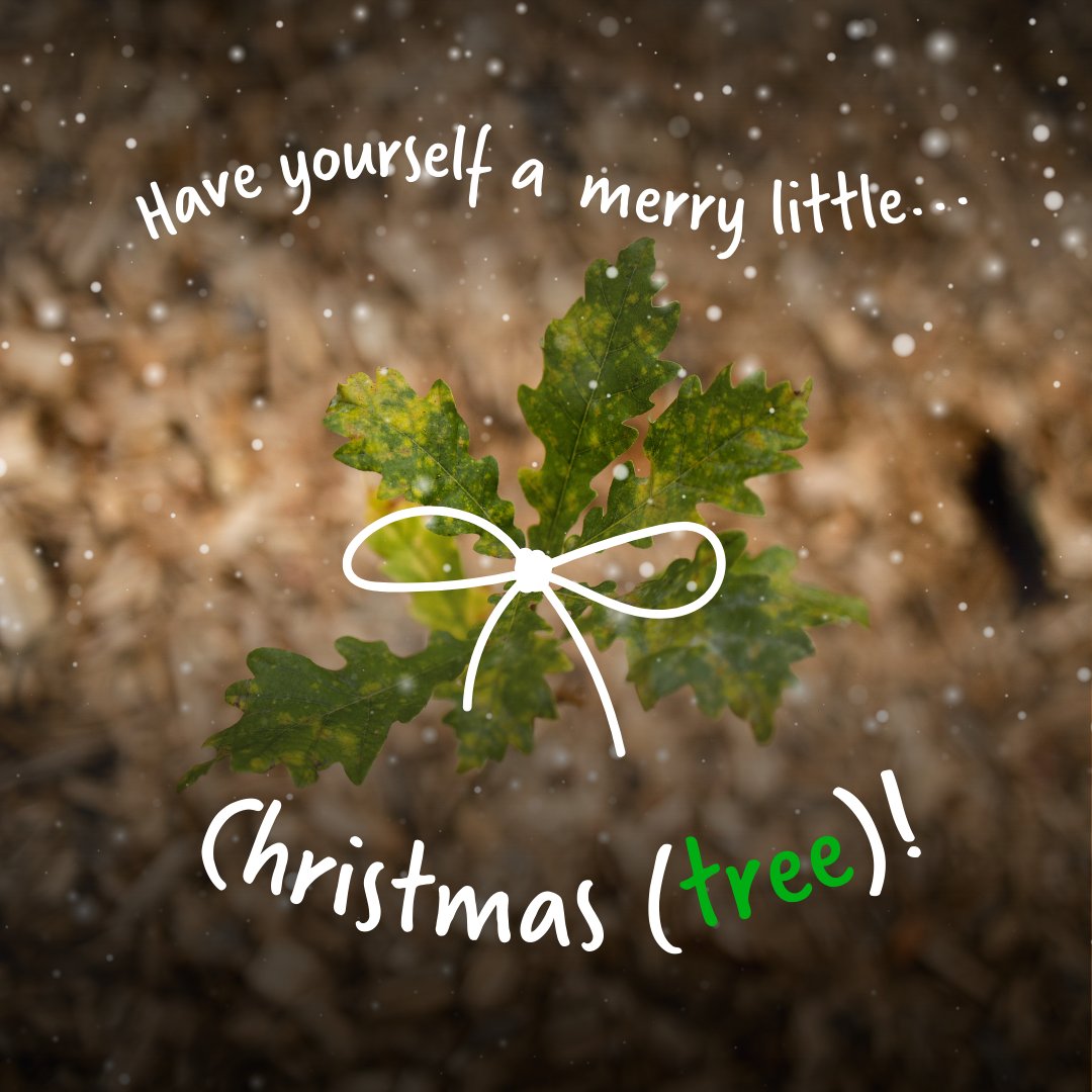 🎄 This year, have yourself a merry little Christmas by gifting a tree to your friends and family! 

Sponsor a tree in one of our Tiny Forests and give a gift that gives back this Christmas, bringing nature to urban communities that need it most. 

👉 ow.ly/tfy950Q6XJB