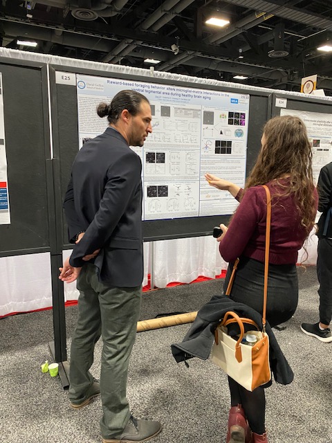 👉 Welcome to Day 3 of #SfN23!! 

The early bird catches the aging 🐭! We visited <a href="/dtgray_UCLA/">Daniel Gray</a> poster "Reward-based foraging behavior alters microglia-hyaluronan interactions in the ventral tegmental area during healthy brain aging" (1/2). Go see it!!