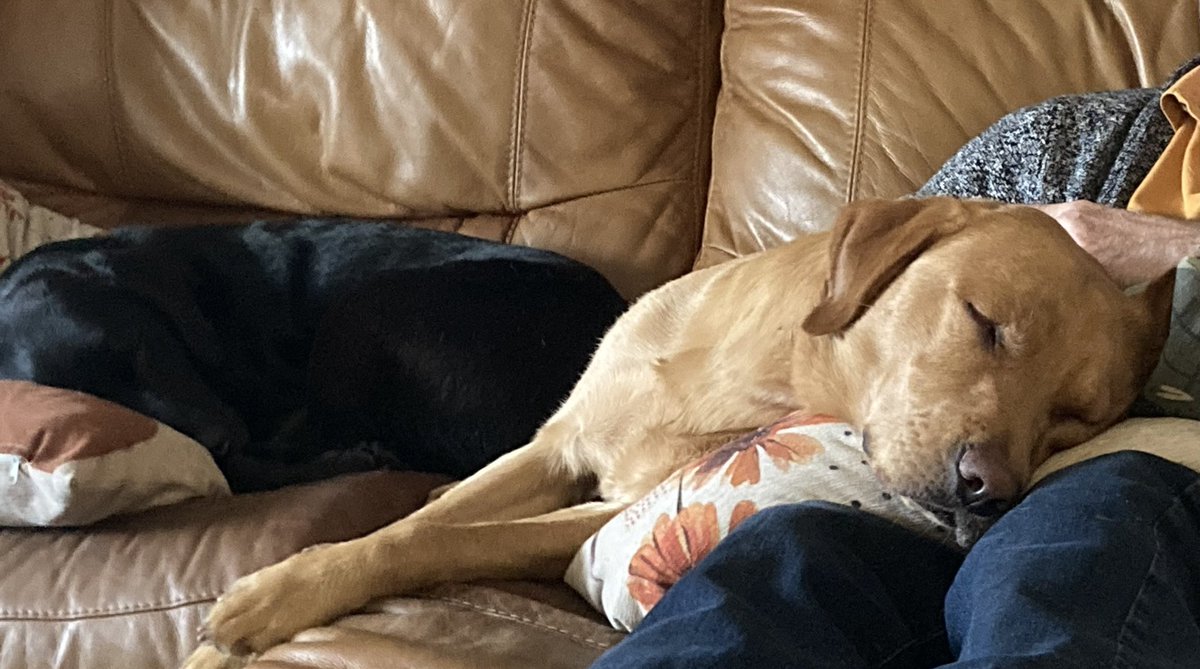 Fred_da_dog's tweet photo. Charliepup sez dad makes da bestest pillow… https://t.co/6FR8jFRmlF