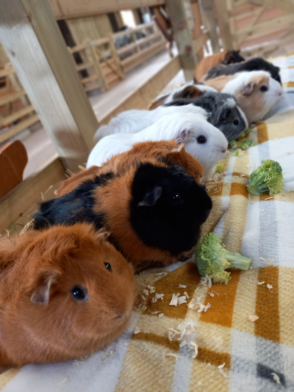Occombe_Farm's tweet photo. Happy Sunday 🚜

Join us for a fun-filled day on the farm! Enjoy indoor play in our unique play space, cuddle some Guinea Pigs at 12pm &amp; 3pm or become an explorer in our straw bale maze.

There's lots of fun for all the family 🐹🐤🐷

#occombefarm #farmfamilyfun #weekendfun https://t.co/gSmwmDvatW