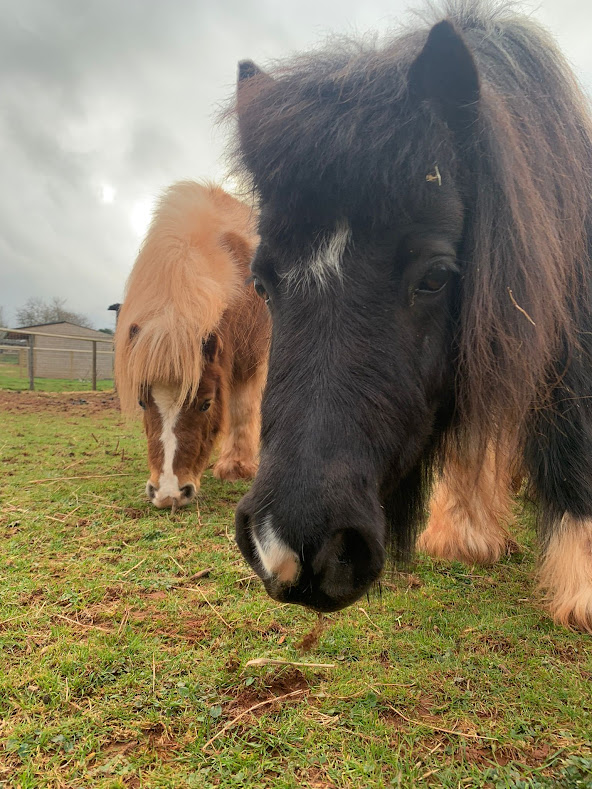 Occombe_Farm's tweet photo. Happy Sunday 🚜

Join us for a fun-filled day on the farm! Enjoy indoor play in our unique play space, cuddle some Guinea Pigs at 12pm &amp; 3pm or become an explorer in our straw bale maze.

There's lots of fun for all the family 🐹🐤🐷

#occombefarm #farmfamilyfun #weekendfun https://t.co/gSmwmDvatW