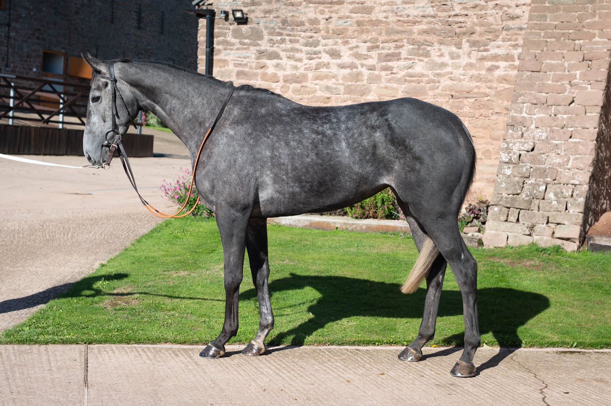 _ctdracing's tweet image. Looking forward to running Luna Dora. She’s entered at @TauntonRacing and @DoncasterRaces. She was favourite before her last intended race was called off, hoping she’ll have a strong chance wherever she goes. @symondsracing  Shares £95pm  george@ctdracing.co.uk