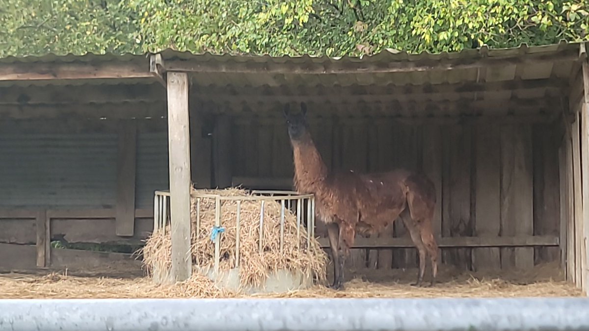 Powerguard_'s tweet photo. We have some happy Llamas with their new off-grid power supply for a Llama school, along with the owners cabin and a holiday let 🦙⚡ 

We developed a bespoke system to work with the owners existing solar, batteries and generator 🔋

#power #offgrid #offgridpower https://t.co/if3WVcz7VR