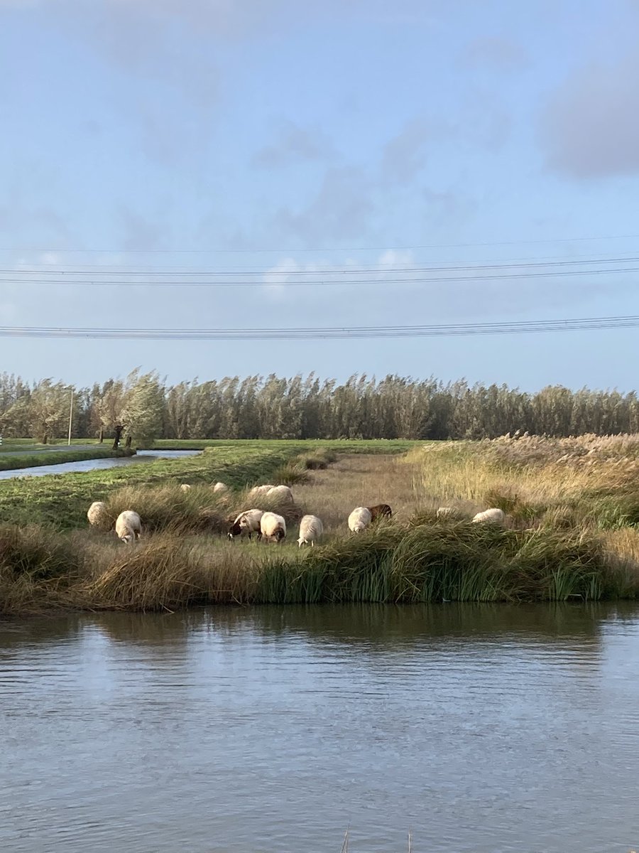 Schapenbegrazing bij/op de Vispaaiplaats bij de Zeven Gaten #regiokuststreek <a href="/ZHLandschap/">Zuid-Hollands Landschap</a> <a href="/hhdelfland/">HH Delfland</a> <a href="/Bezoek_westland/">Bezoek Westland</a>