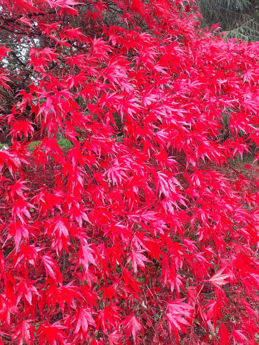 Some autumn colour for #MagentaMonday #GardeningTwitter #DailyBrightness