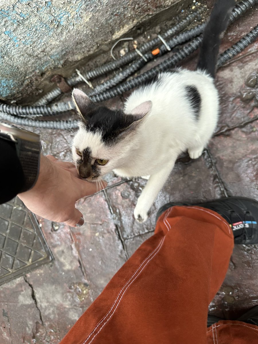 david phelps tweet media