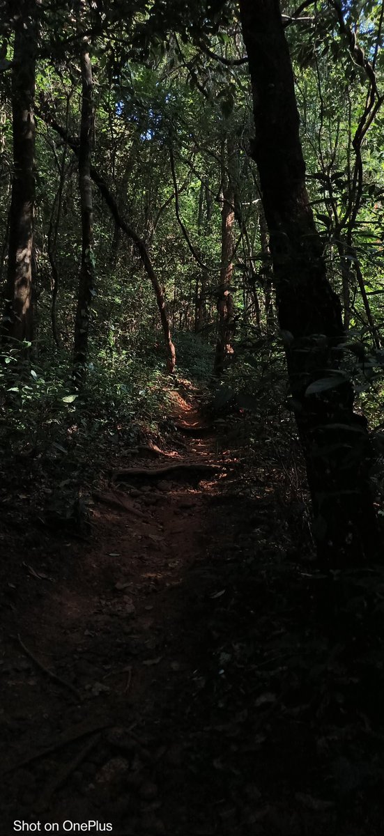 Yaarige_helona's tweet image. Best Trekking experience for me

And also my first ever multiple day Trek 

2nd Forest camp but first in dense forest

Weekend spent well 😊

#spamAlert