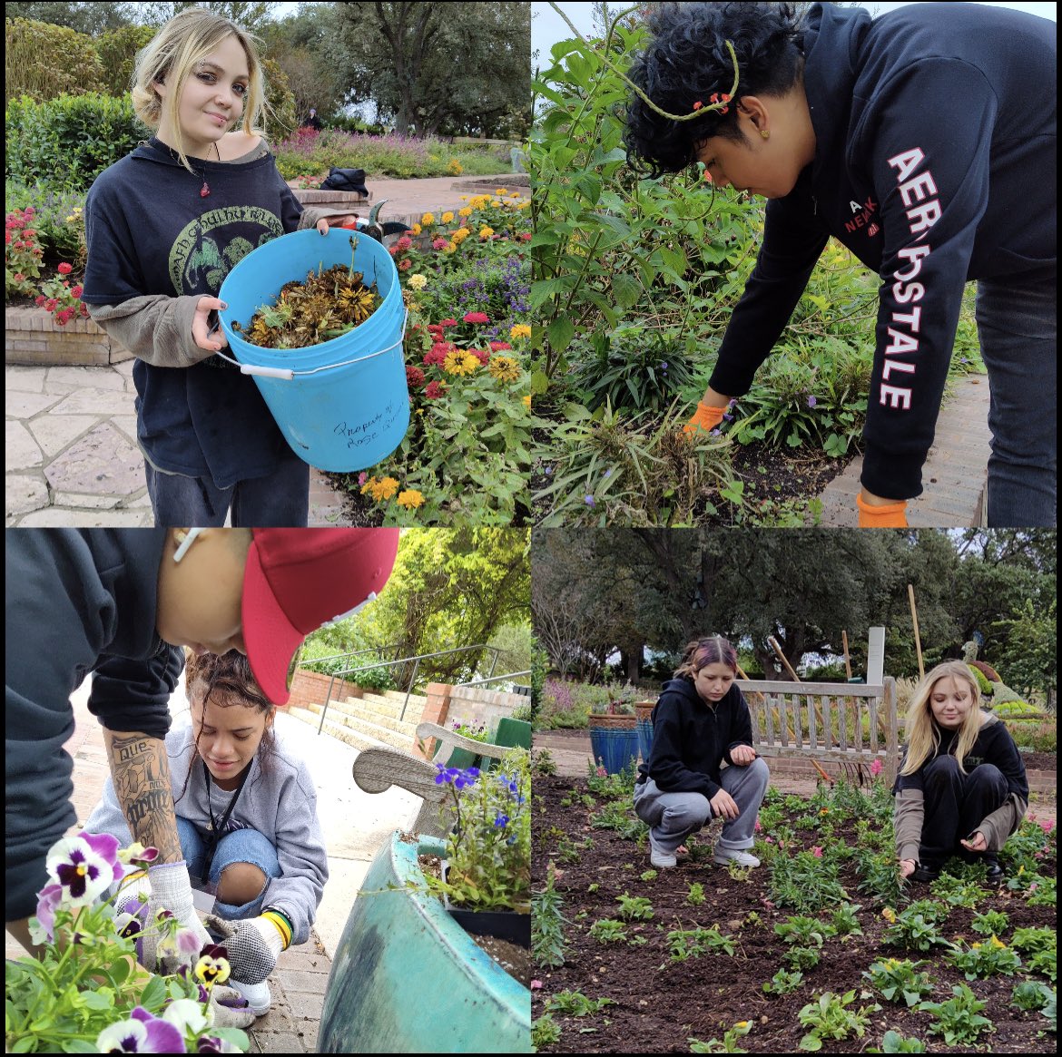 academy_ACE1's tweet photo. Academy of Creative Education spent Friday morning working hard to keep the SA Botanical Garden in peak condition for visitors ahead of Lightscape by pulling up old garden beds, raking, weeding, pruning flowers, and preparing one of the garden's iconic greenhouses to reopen. https://t.co/7TjinBpIrI