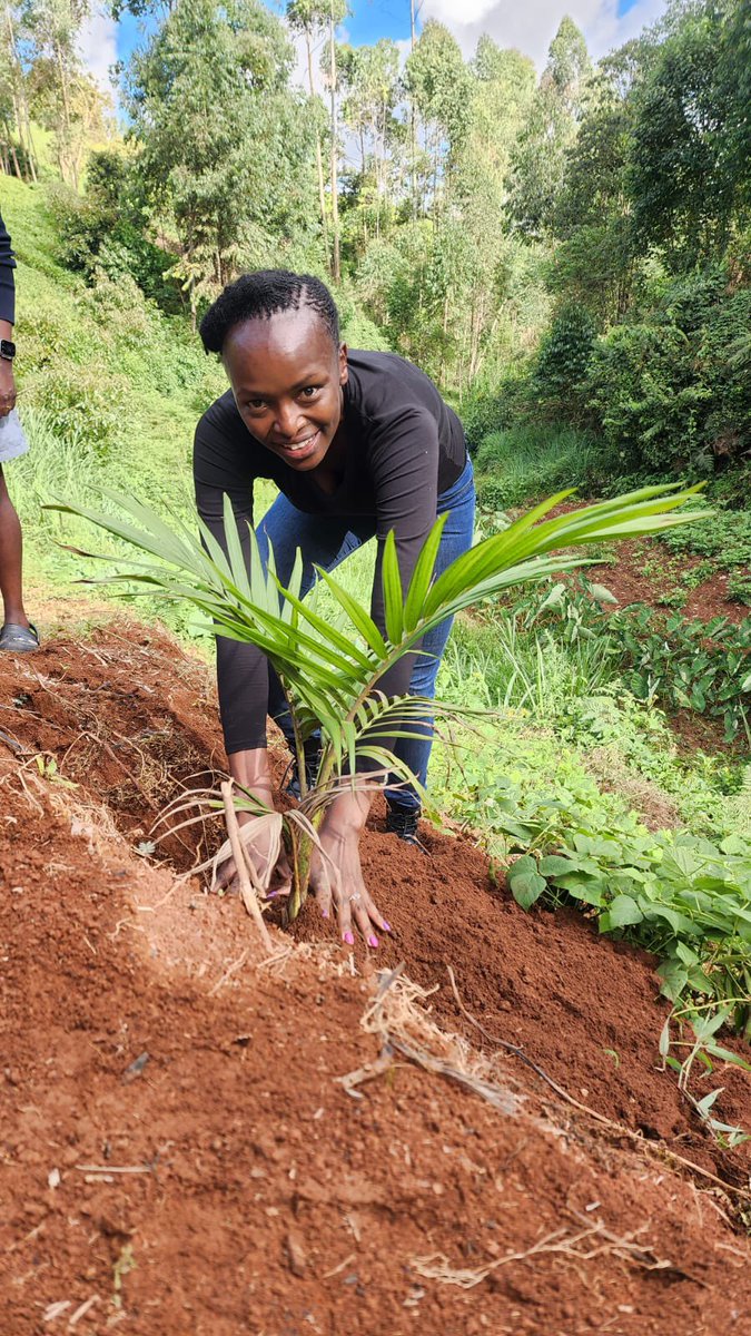 Planted a few palm trees to mark the #NationalTreeGrowingDay 
<a href="/ray_omollo/">Dr. Raymond Omollo — CBS</a> <a href="/InteriorKE/">Ministry of Interior | Kenya</a>