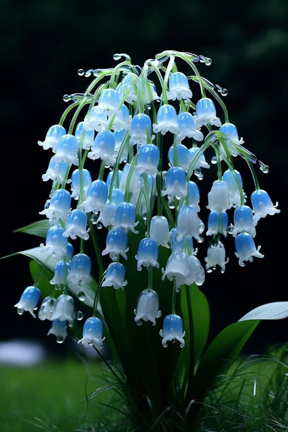 𝑐. on X: blue lily of the valley  / X