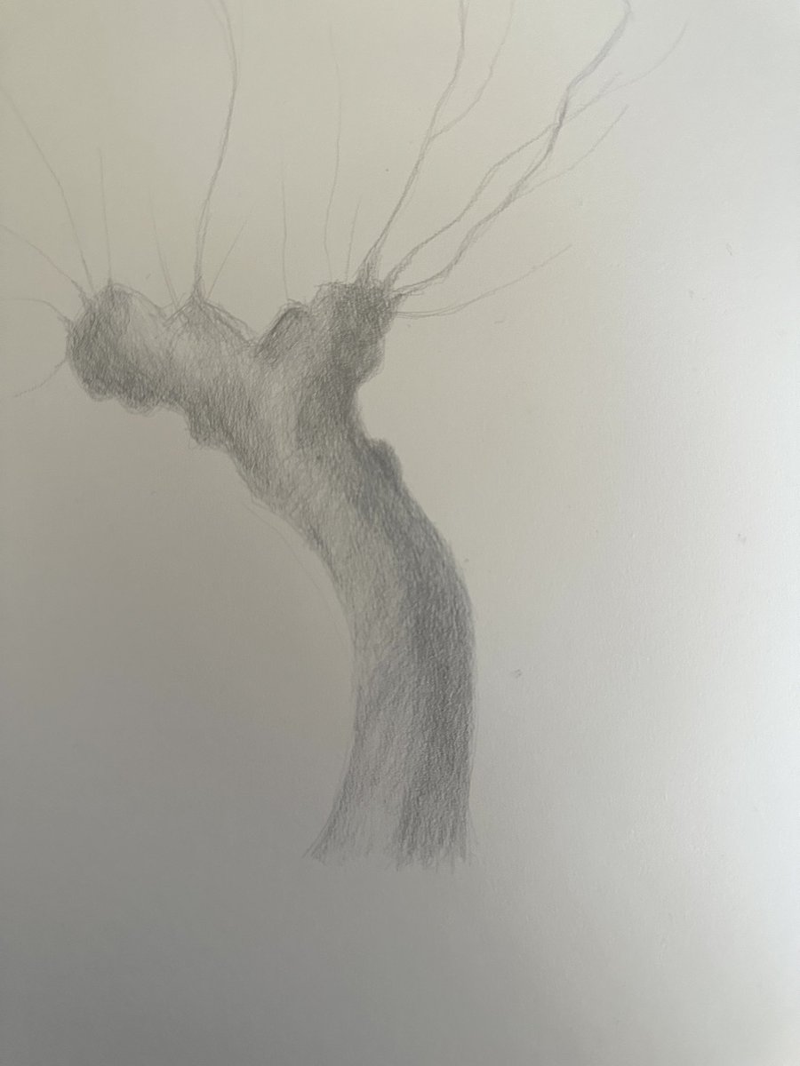 staithesartist's tweet photo. #WIP trying out #silverpoint after watching one of @BarrowmanArtist brilliant #YouTube #videos. I maybe sometime. #pollarded #willow #Somerset https://t.co/3tHeQEbUFL