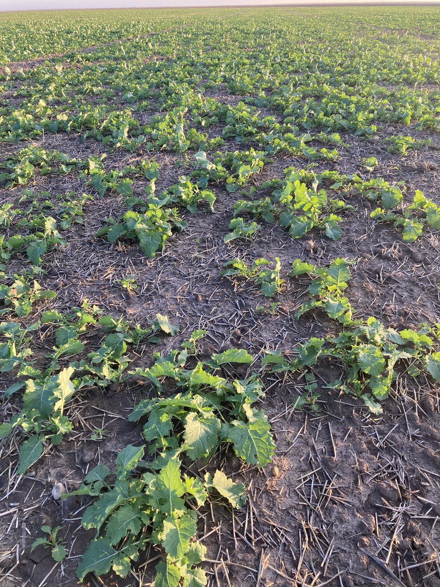 Sebastien Deraeve tweet media