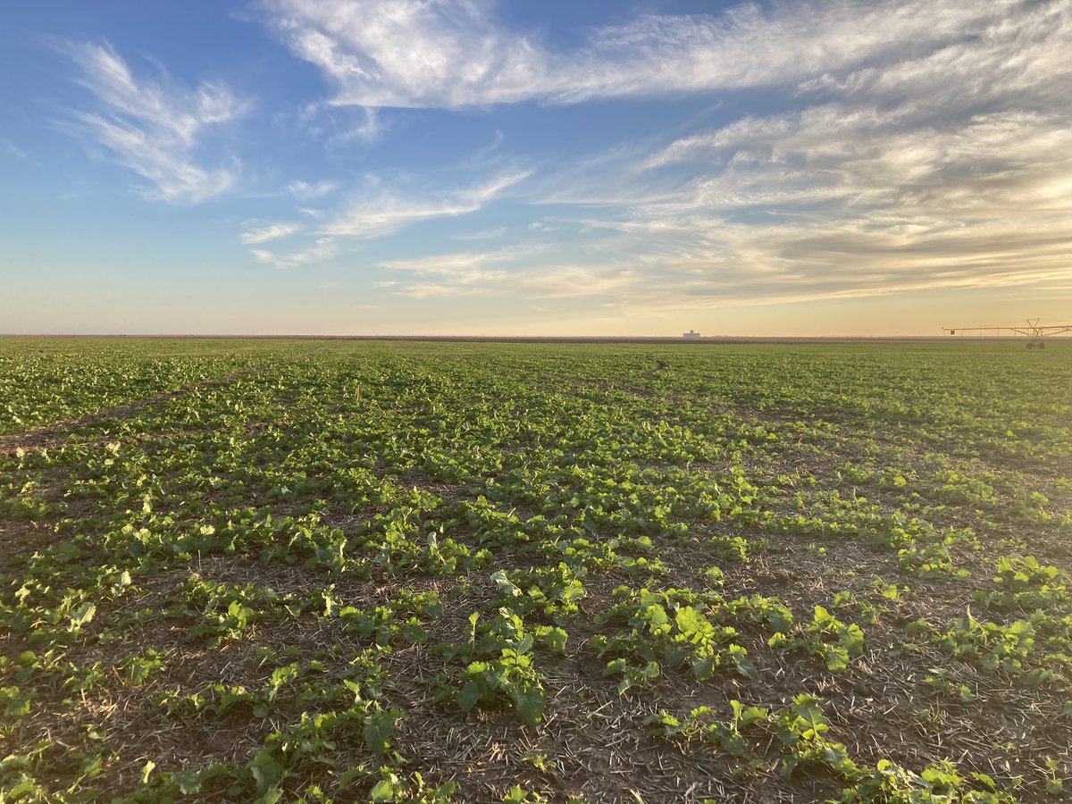 Sebastien Deraeve tweet media