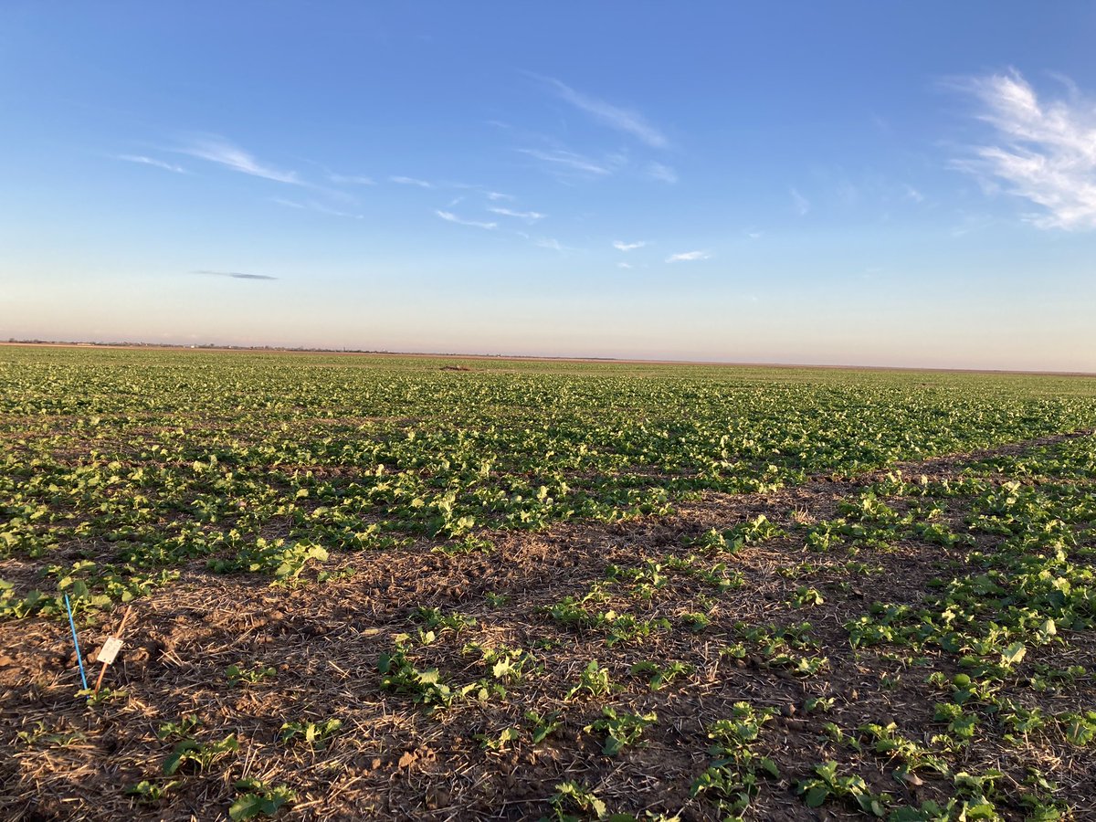 Sebastien Deraeve tweet media