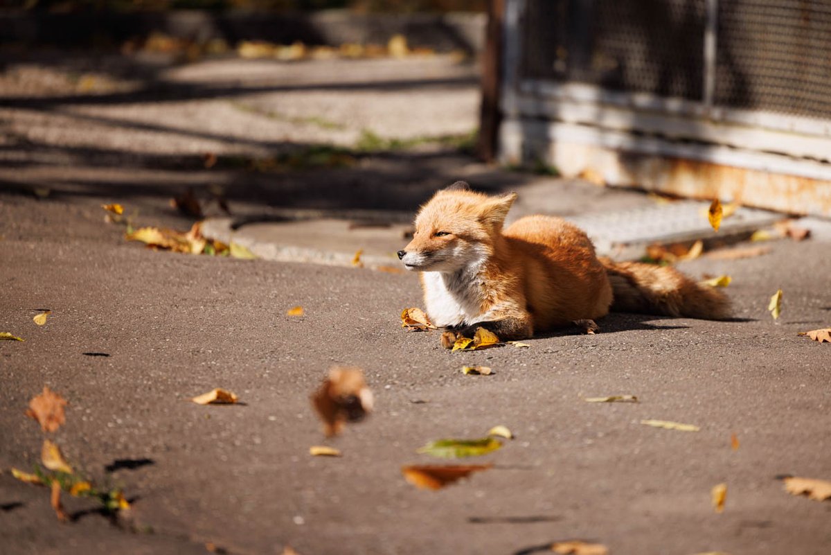 onraisan's tweet photo. 🍂🦊ﾍﾞｼｯ
うん、絶対顔に当たると思って見てた。 https://t.co/XEboaoHnvl