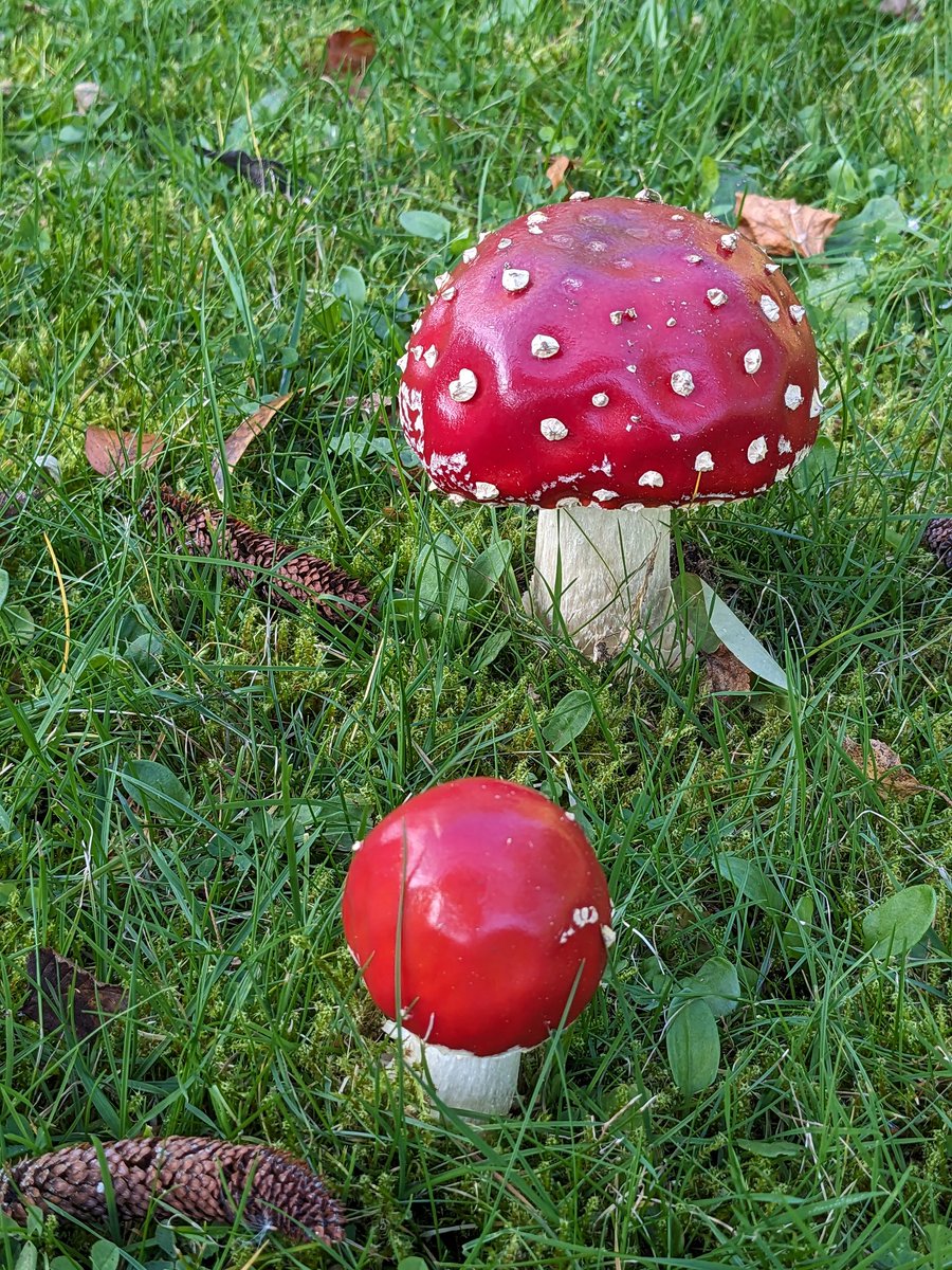 Fly agarics looking spectacular in my lawn. #mushroommonday #fungi #Autumn #garden