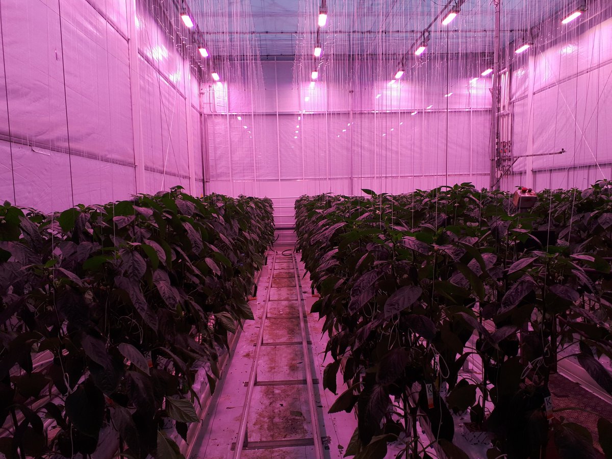 Belichtingsproef paprika. De lampen branden nu de hele dag op bijna vol vermogen om de benodigde 14 mol licht te realiseren. De lampen gaan aan om 15,5 uur voor zon onder, en gaan 0,5 uur voor zon onder pas weer uit. De planten gaan zo op een natuurlijke manier de nacht in.