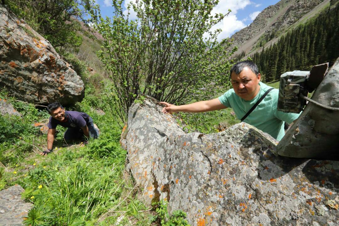 You think you have what it takes to study and conserve #Snowleopards? We currently have two job openings! Apply here and you could join the conservation scientists working with @snowleopards: snowleopard.org/about/careers/