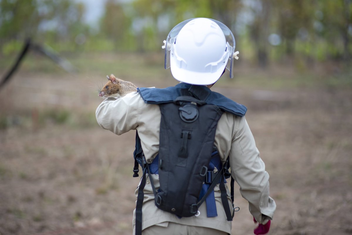 Rise and shine, it's Monday! 💙

Humans & #HeroRATS work together to find buried landmines in #Cambodia so we can destroy them. #APOPO protects people and their livelihoods from weapons that have little to do with them.

#StopMines #LandmineFree #SavingLives #MineFreeWorld