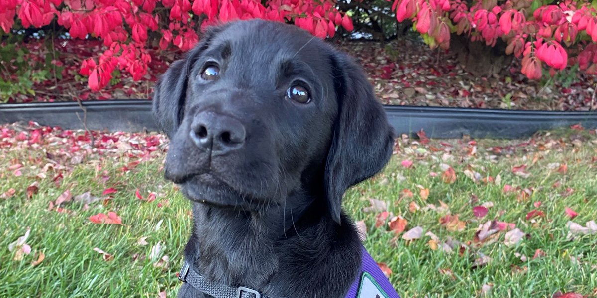 Meet SSD Culligan! In case you haven’t guessed, the assistance dog in training was named by Reynolds Culligan, located in Reading, Allentown and Brodheadsville, PA! Thank you, Reynolds Culligan, for supporting Susquehanna Service Dogs and helping this puppy change lives!