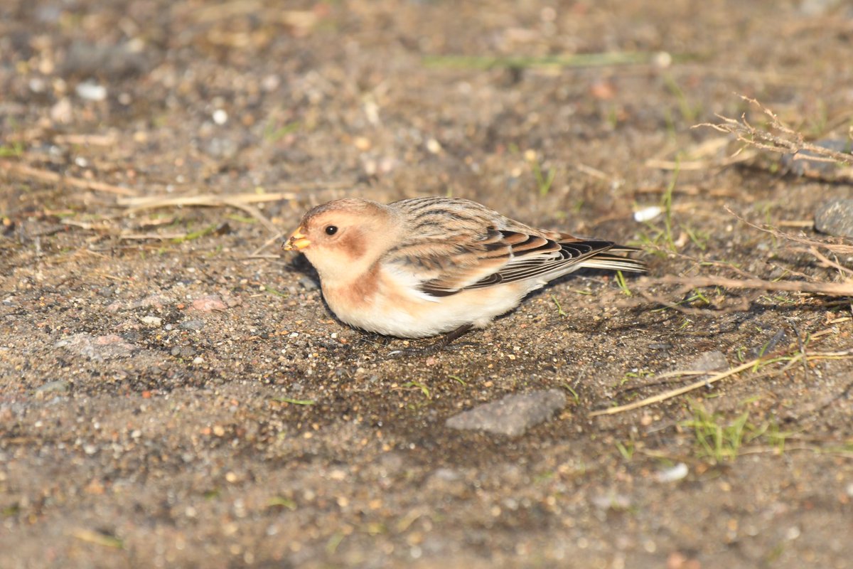 Surprise, surprise! Look what the wind has blown into Holland Haven earlier today. A Snow bunting that seems far too fearless for its own good @EssexBirdNews @BirdingHaven @BTO_EssexNE #birdphotography #birding #birdwatching