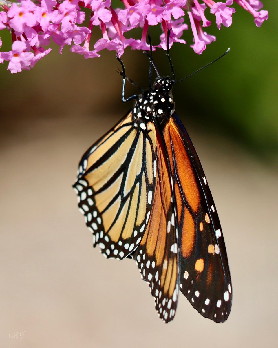 “We are like butterflies who flutter for a day and think it is forever.” -Carl Sagan

#MonarchMonday #Lepidoptera #ButterflyPhotography #TeamCanon #MonarchButterfly #NaturalBeauty