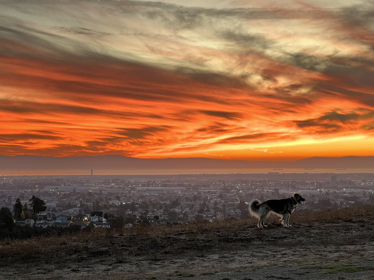 Sunsets with dogs and friends!