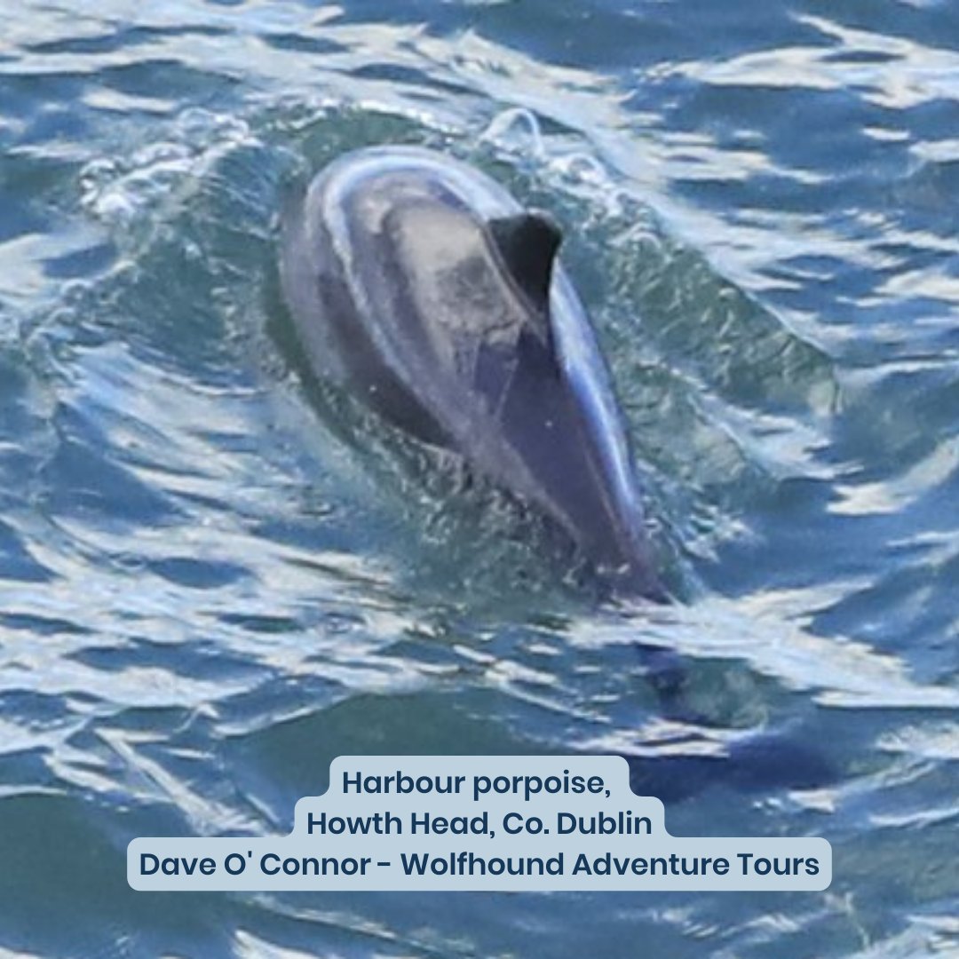 IWDGnews's tweet photo. Last week's reported sightings were all about harbour porpoises. Thank you all for sending in your reports with these gorgeous photos.
Please report sightings or strandings on our website at https://t.co/1PjFFodCgm or the #IWDG #ReportingApp.
#ScienceWeek #citizenscience https://t.co/38yQIEwvKW