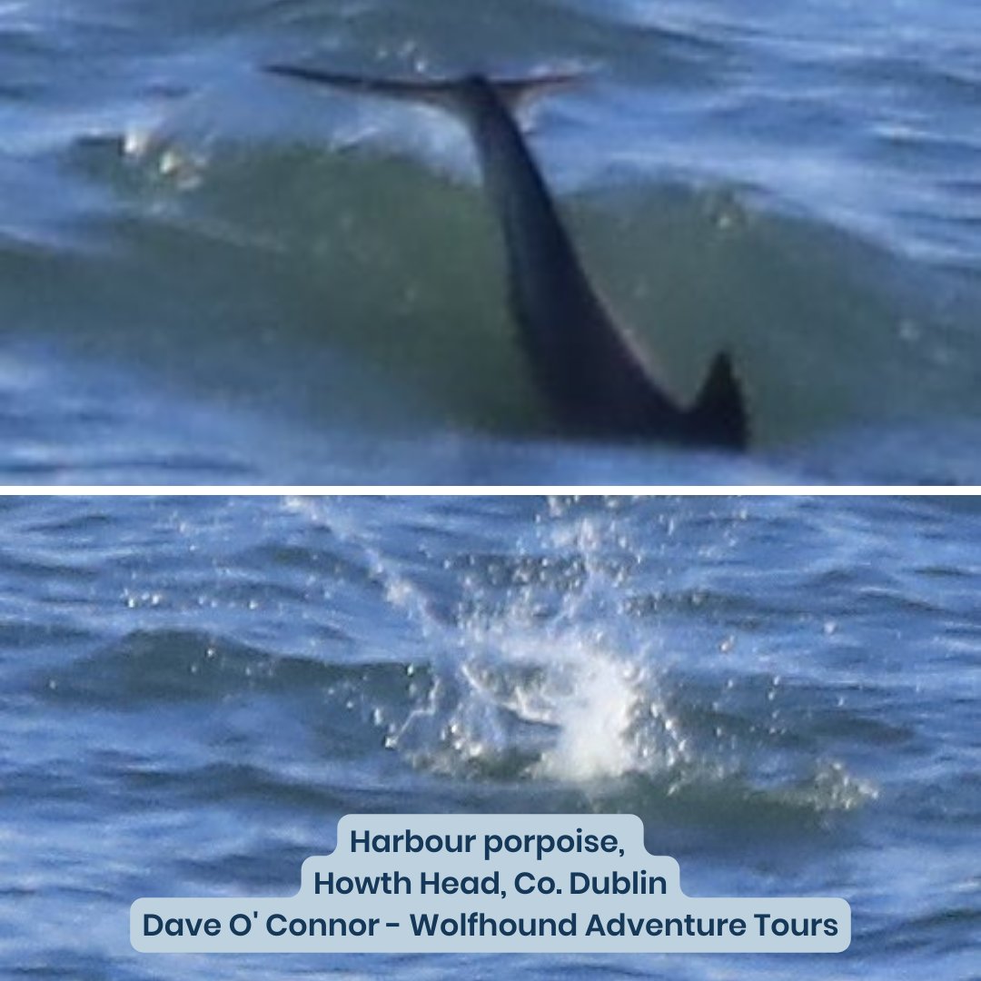 IWDGnews's tweet photo. Last week's reported sightings were all about harbour porpoises. Thank you all for sending in your reports with these gorgeous photos.
Please report sightings or strandings on our website at https://t.co/1PjFFodCgm or the #IWDG #ReportingApp.
#ScienceWeek #citizenscience https://t.co/38yQIEwvKW