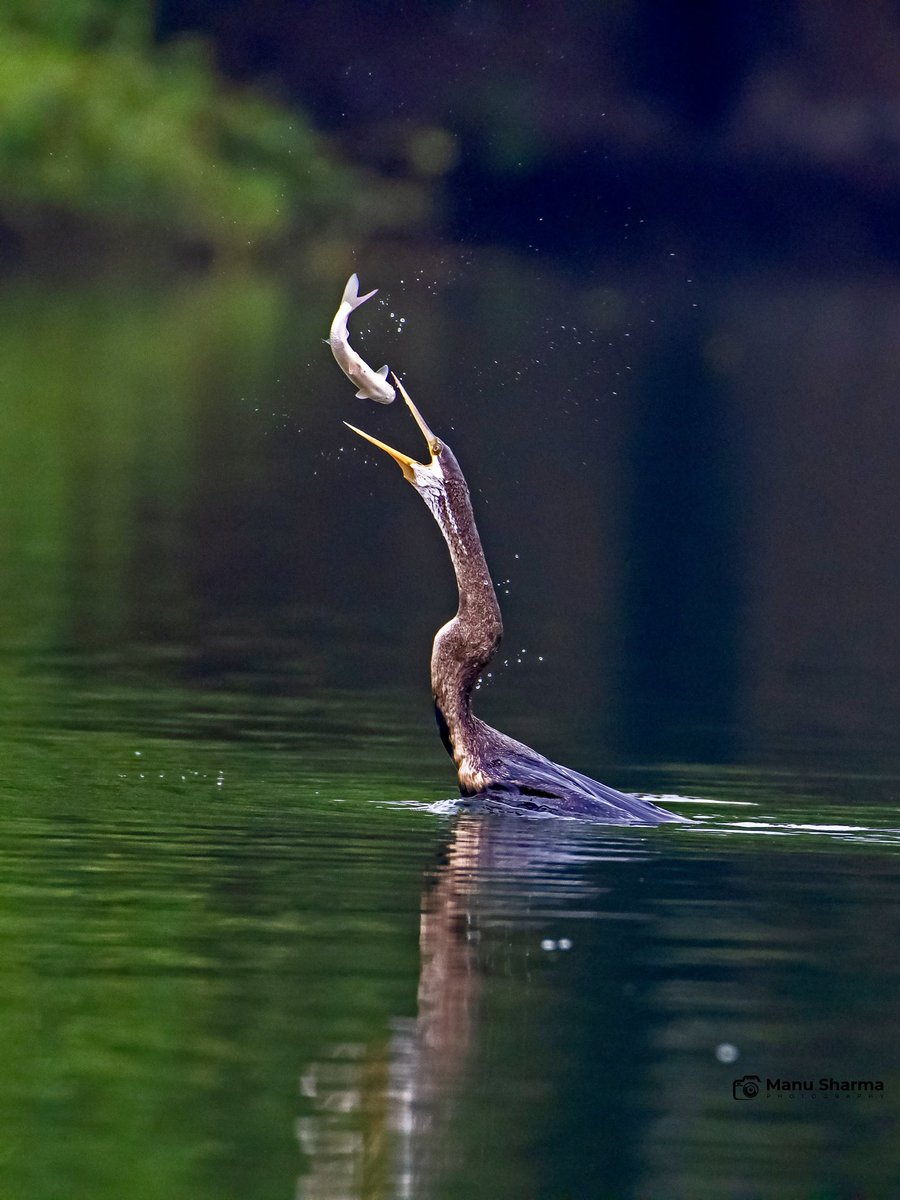 I have been told that #Bharatpur is no longer a good idea to go as the authorities have imposed some stupid rule to make money from #birdphotographers . Will go again once the better sense prevails , till then here is one from past #IndiAves #birding #darter #BirdsOfTwitter