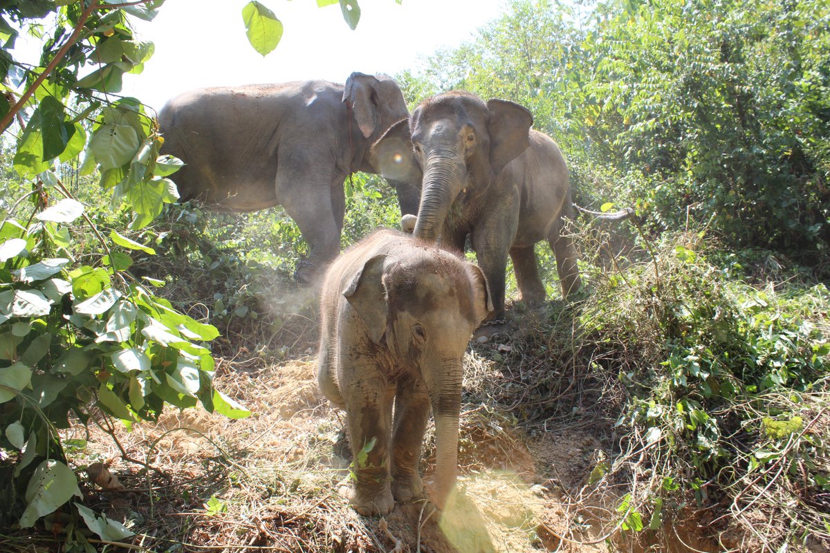 It's important that we understand how elephants move and how deteriorating health can hinder the way they get around. southernthailandelephants.org/understanding-… #elephants #elephantlove #thailand #asianelephant #endangeredspecies #animalbehavior #animalcharity #veterinarian