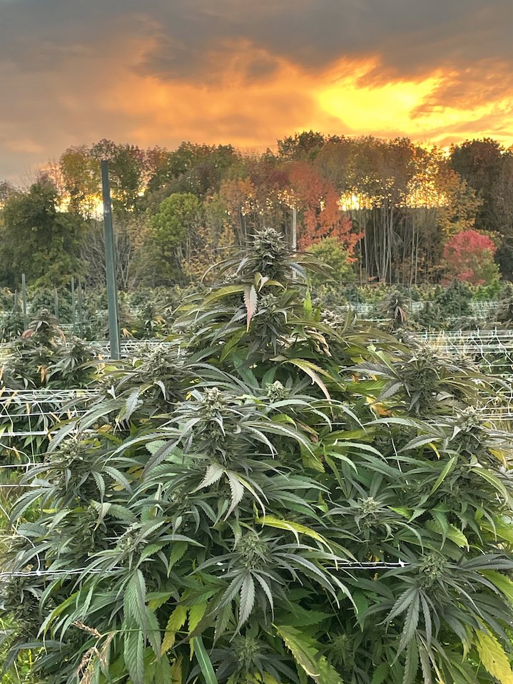 Greenman Acres tweet media