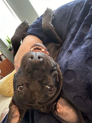 Zoe's Animal Rescue tweet media