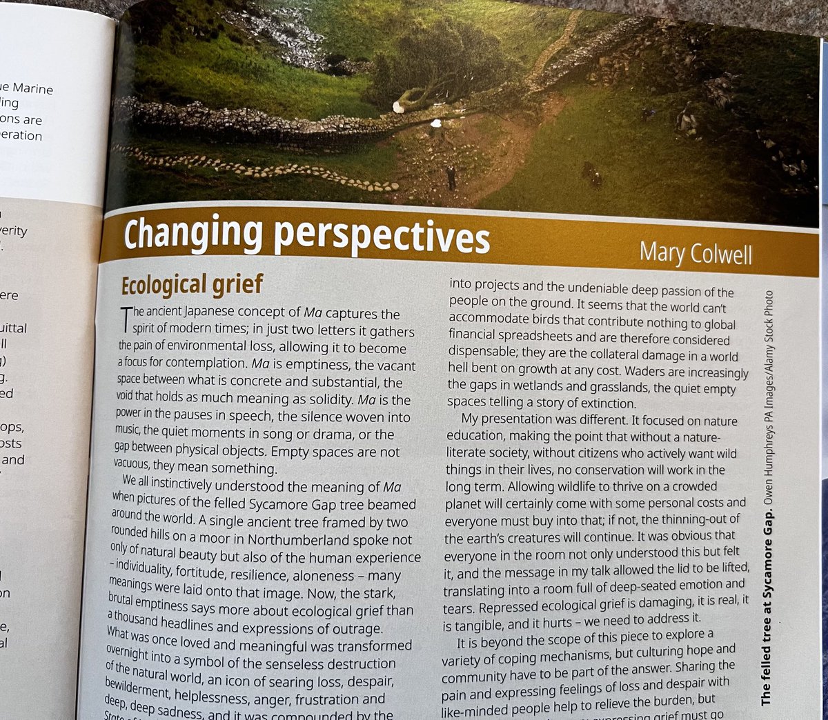 My article in the Nov/Dec edition of British Wildlife on ecological grief. We must talk about it. Working with constant loss, “is damaging, it is real, it is tangible and it hurts.” ⁦@britwildlife⁩ ⁦@CurlewAction⁩