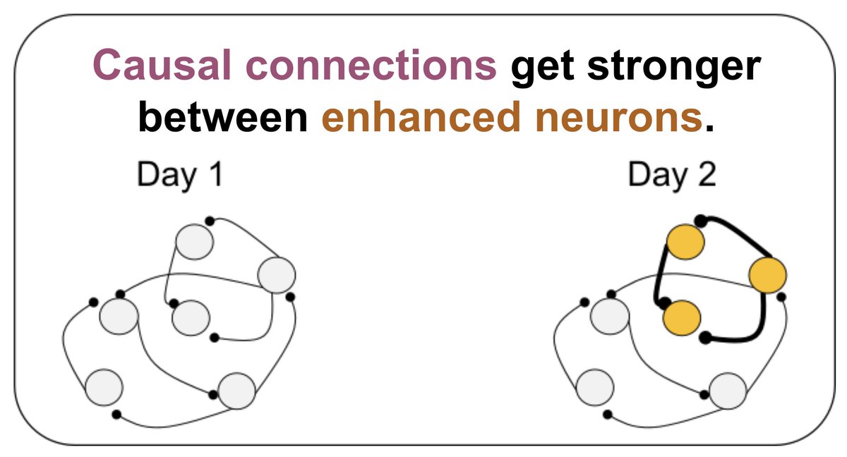 Matt Golub (@mattgolub_neuro) on Twitter photo How does connectivity change in motor cortex during learning? The brilliant Matthew Storm Bull will tell you all about it Monday 1-5pm Poster FF6. Come for the brain-computer interfaces and 2p holo stim. Stay for the RNN modeling! #SfN2023 <a href="/AllenInstitute/">Allen Institute</a> <a href="/GoogleDeepMind/">Google DeepMind</a> <a href="/uwcse/">Allen School</a> How does connectivity change in motor cortex during learning? The brilliant Matthew Storm Bull will tell you all about it Monday 1-5pm Poster FF6. Come for the brain-computer interfaces and 2p holo stim. Stay for the RNN modeling! #SfN2023 <a href="/AllenInstitute/">Allen Institute</a> <a href="/GoogleDeepMind/">Google DeepMind</a> <a href="/uwcse/">Allen School</a>