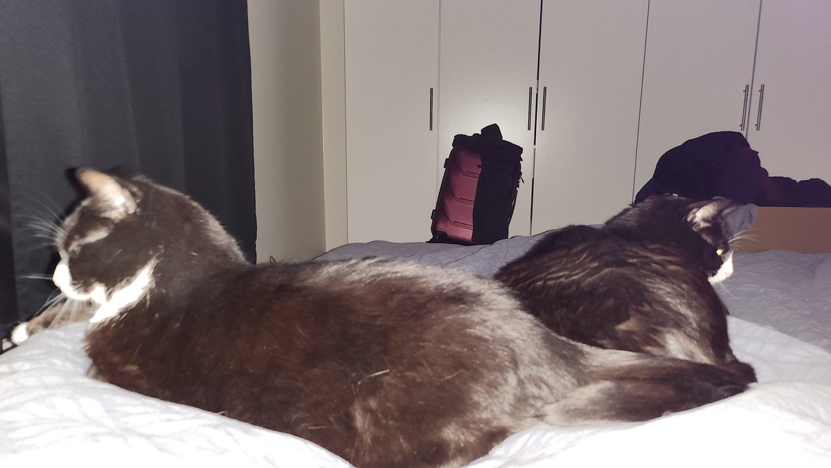 FjolaSolla's tweet photo. My baby girls keeping me company.. usually it's only 1 of them but they must have known I wasn't feeling well at all, so they both came https://t.co/dKka1Bkz7l