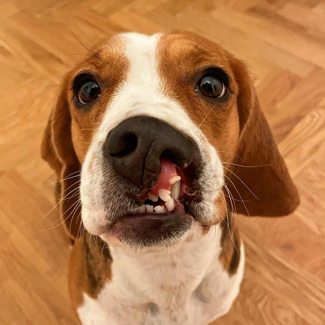 beagle_addict's tweet photo. I know I am not cute 🥺
•⁣⁣⁣⁣⁣⁣
📸 @bea_utifulbeagle https://t.co/K9CXEsv6Vr