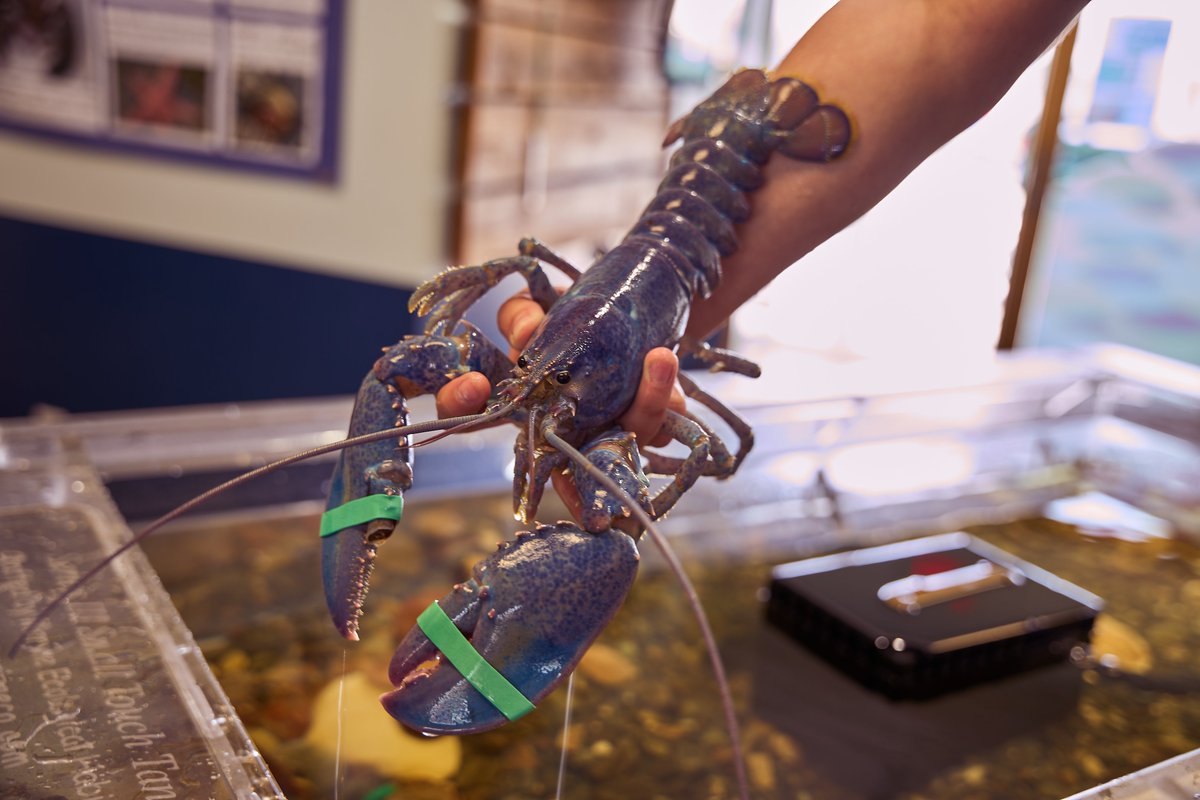 ClickandPledge's tweet image. Did you know a blue lobster is about 1 in 2 million? We got to meet this handsome guy during #ProjectOcean filming with @mccfisheries. He helps educate kids and other Maine Center for Coastal Fisheries visitors about lobsters and the fisheries way of life!