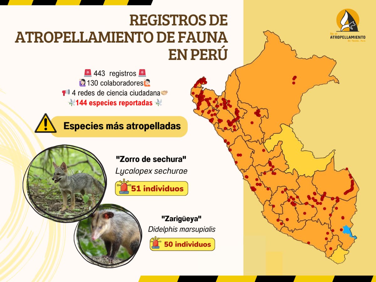 Estos son los 443 registros de fauna atropellada en Perú, según los reportes de #cienciaciudadana. Que🚧  El zorro de Sechura y la zarigüeya son las especies más atropelladas. Ver 🧵 para saber cómo compartir sus observaciones.