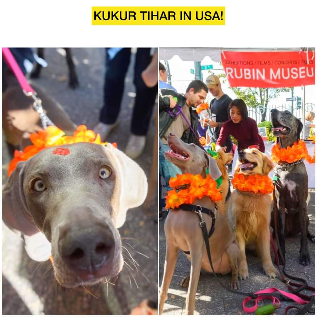 Rt plz. Celebrating Kukur Tihar, the Dog Festival, at the Rubin Museum of Art in New York, USA—a symphony of cultural harmony! 🌍 Empathy, the universal language, unites hearts in this vibrant festival tapestry. 🐾✨ #KukurTihar #TiharFestival #VisitNepal #EmpathyUnleashed