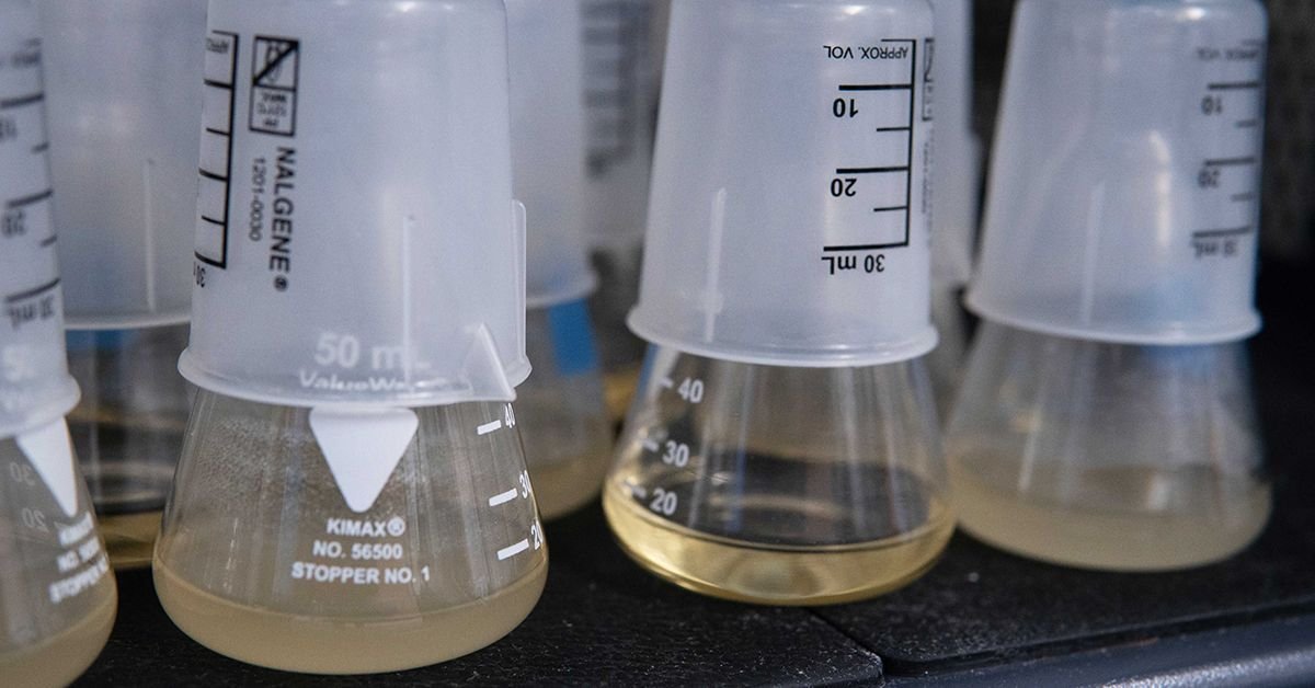 UMDscience's tweet image. Researchers set bacteria and viruses in a closed laboratory flask to study how they evolve together.
Co-authored by Biology's Joshua Weitz in @ScienceMagazine, this study revealed the emergence of #EvolutionaryPatterns on much more accelerated timescales. go.umd.edu/coevolution