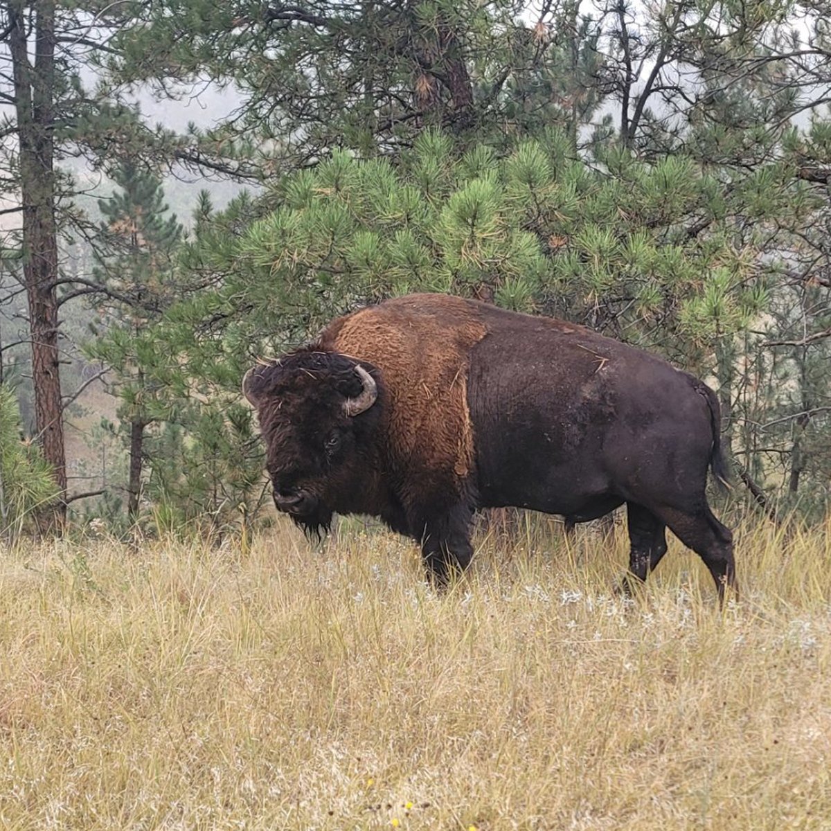 In celebration of #NativeAmericanHeritageMonth, we recognize indigenous and tribal resilience. 'Indigenous People are bringing the Buffalo back as a way to realize our vision of Indigenous resilience.' - James Rattling Leaf Sr, Sicangu Lakota Oyate 📸: WoLakota Lab LLC #NAHM